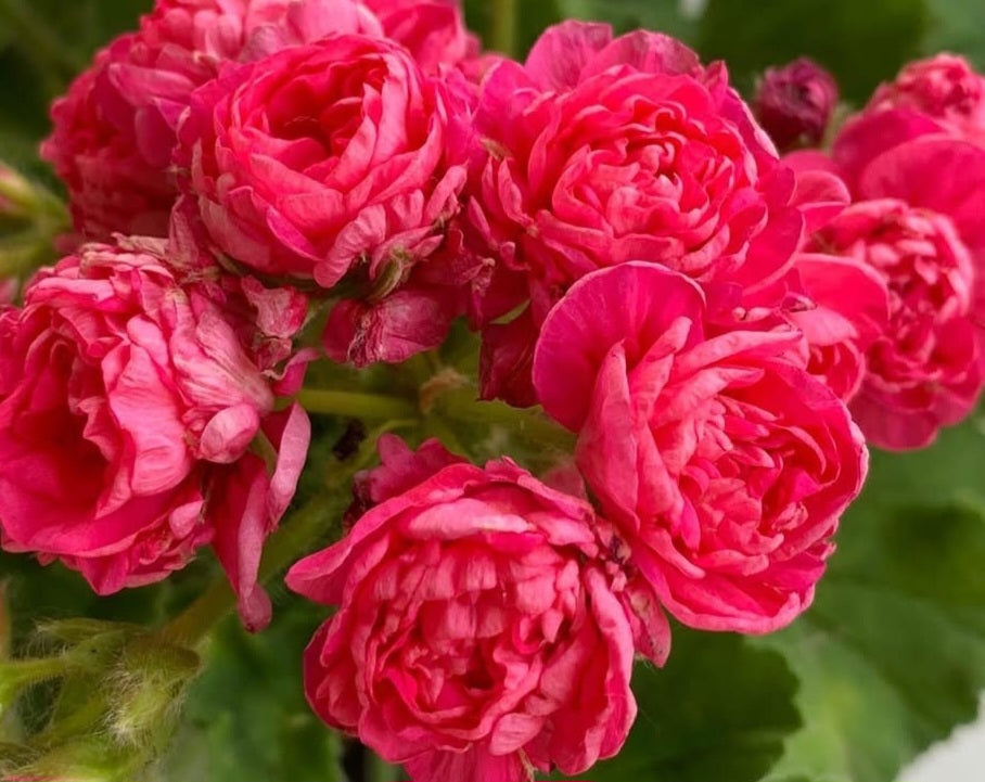 Pelargonium F2 Hybrid Jean 10 Pellets