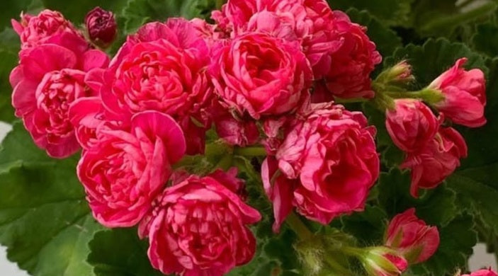 Pelargonium F2 Hybrid Jean 10 Pellets