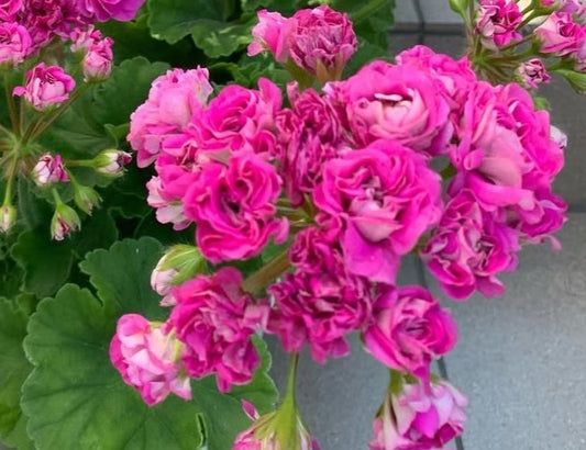 Pelargonium F2 Hybrid Bellamy 10 Pellets