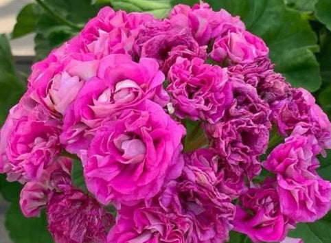 Pelargonium F2 Hybrid Bellamy 10 Pellets