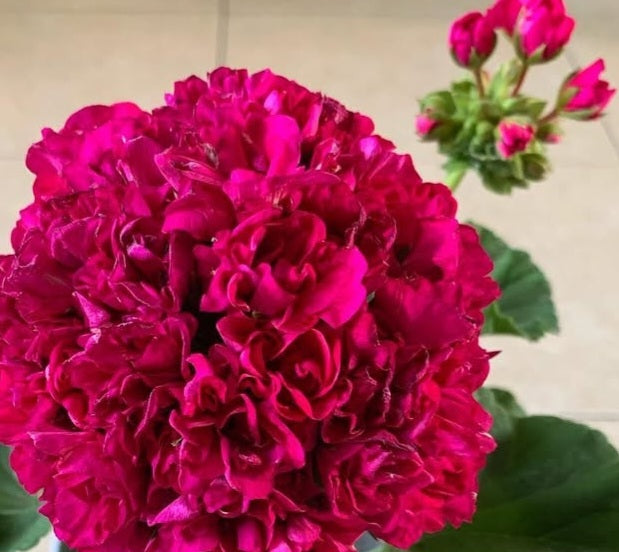 Pelargonium F2 Hybrid Darcy 10 Pellets