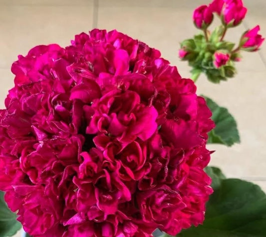 Pelargonium F2 Hybrid Darcy 10 Pellets