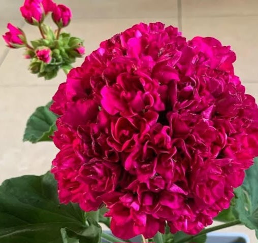 Pelargonium F2 Hybrid Darcy 10 Pellets