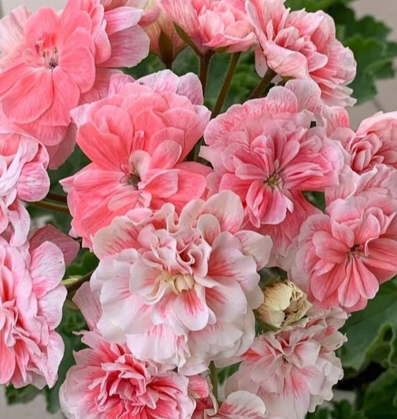 Pelargonium F2 Hybrid Marley 10 Pellets