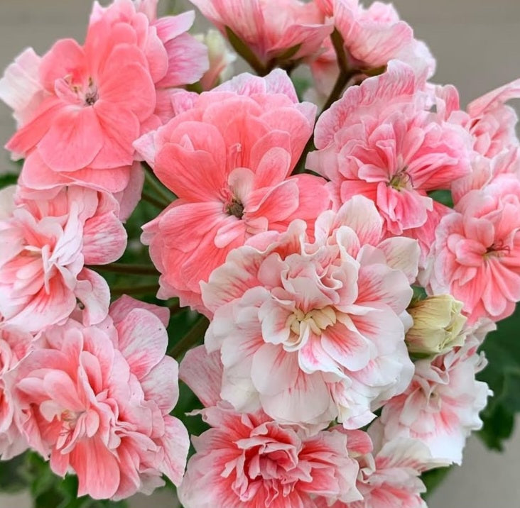 Pelargonium F2 Hybrid Marley 10 Pellets