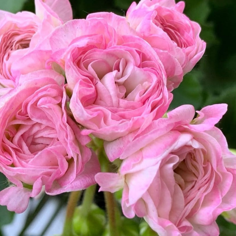 Pelargonium F2 Hybrid Arden 10 Pellets