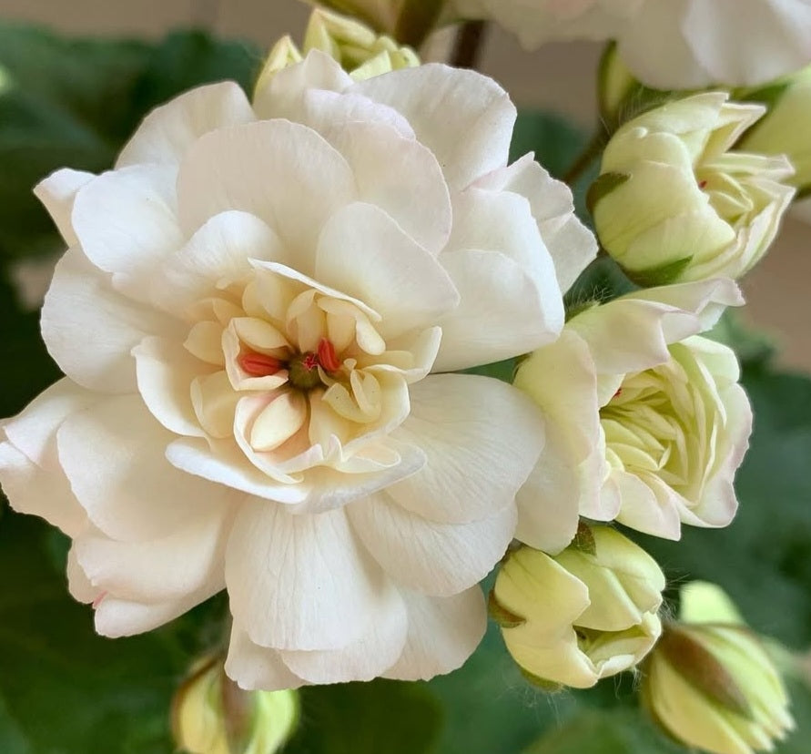 Pelargonium F2 Hybrid Rigby 10 Pellets