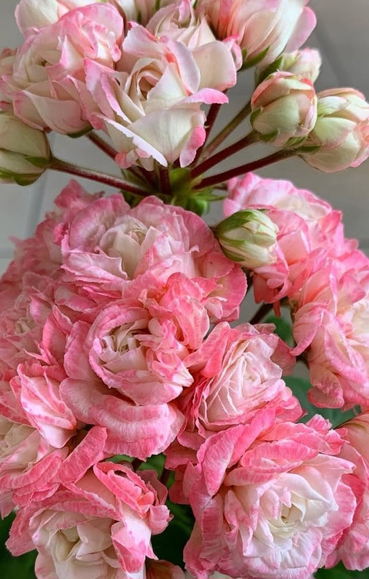Pelargonium F2 Hybrid Zelda 10 Pellets