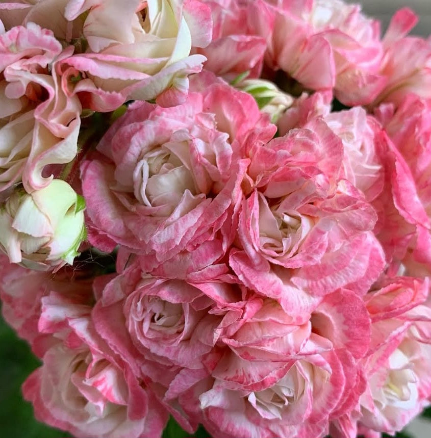 Pelargonium F2 Hybrid Arden 10 Pellets