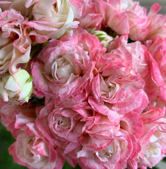 Pelargonium F2 Hybrid Arden 10 Pellets