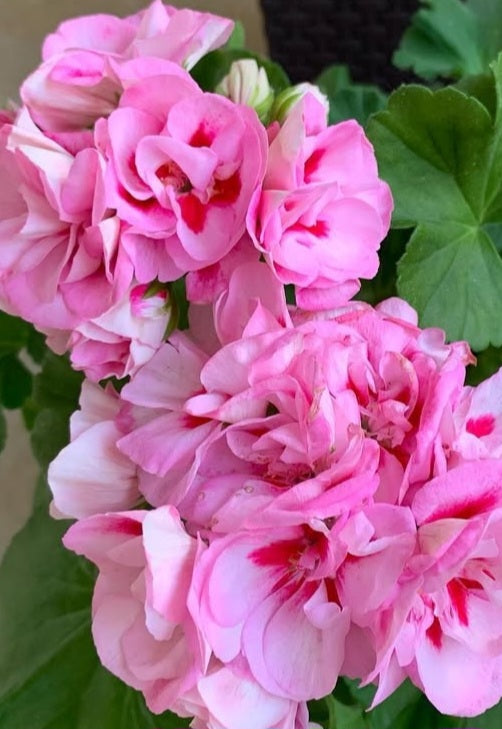 Pelargonium F2 Hybrid Jovie 10 Pellets