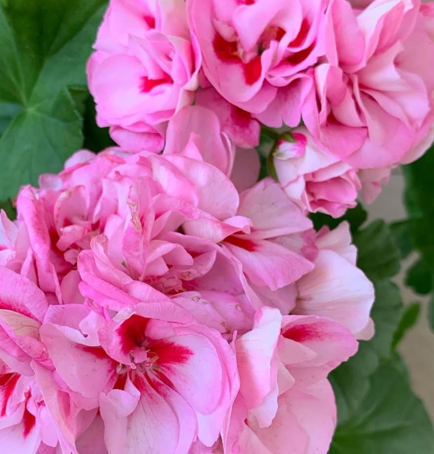 Pelargonium F2 Hybrid Jovie 10 Pellets