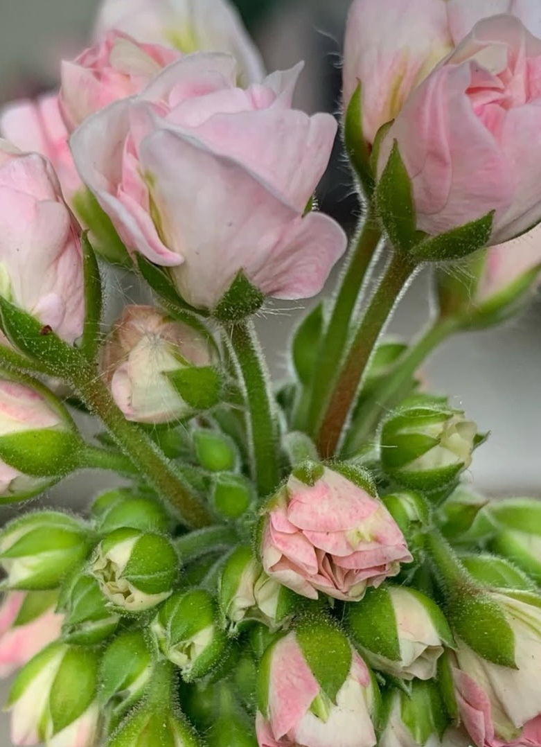 Pelargonium F2 Hybrid Iris 10 Pellets