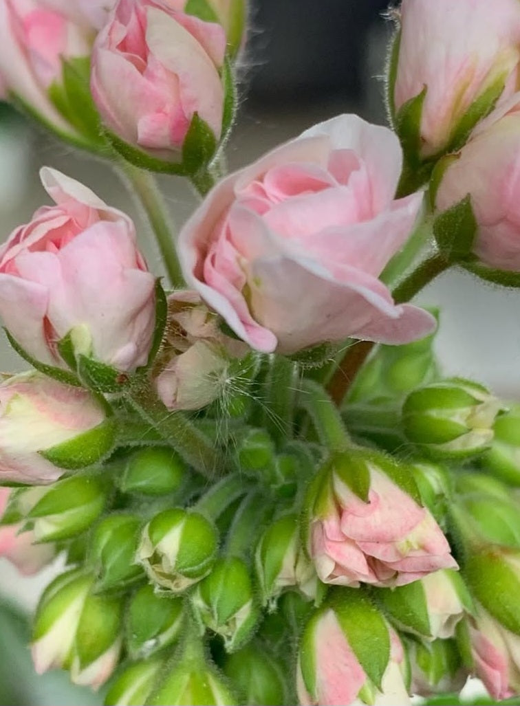 Pelargonium F2 Hybrid Iris 10 Pellets