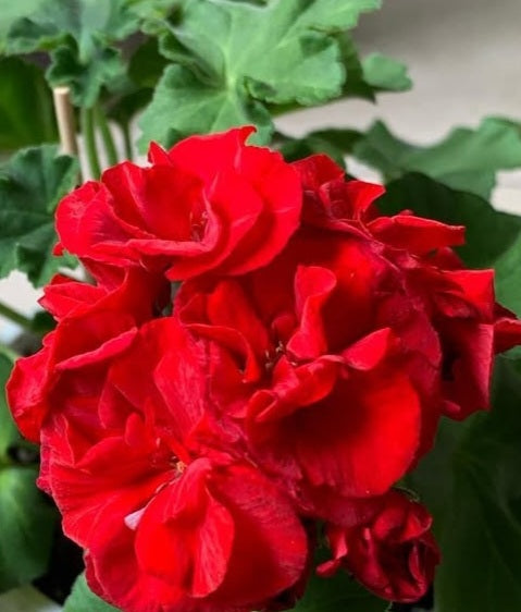 Pelargonium F2 Hybrid Ruby 10 Pellets