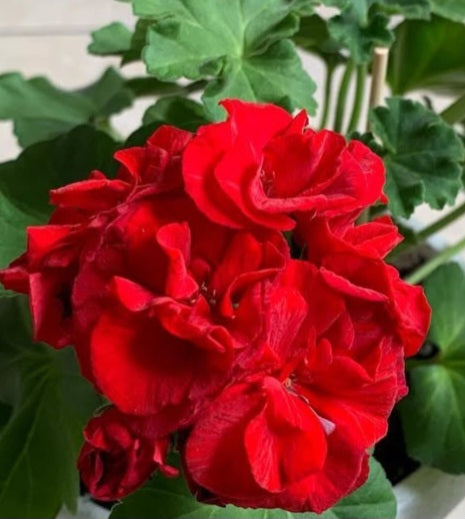 Pelargonium F2 Hybrid Ruby 10 Pellets