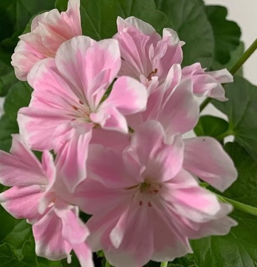 Pelargonium F2 Hybrid Layla 10 Pellets
