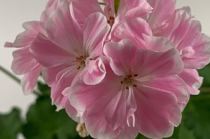 Pelargonium F2 Hybrid Layla 10 Pellets
