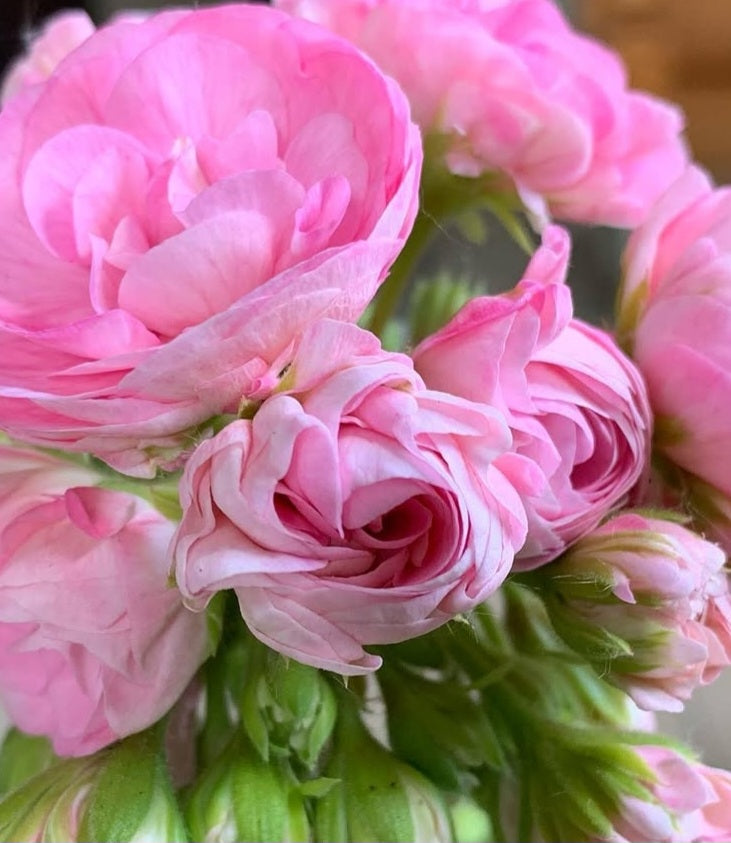 Pelargonium F2 Hybrid Goldie 10 Pellets