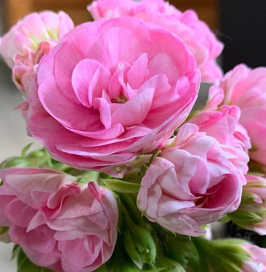 Pelargonium F2 Hybrid Goldie 10 Pellets