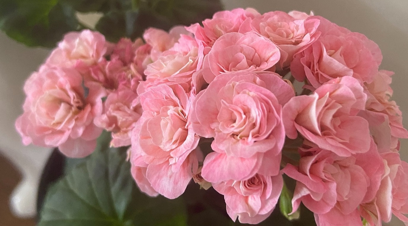 Pelargonium F2 Hybrid Ismene 10 Pellets