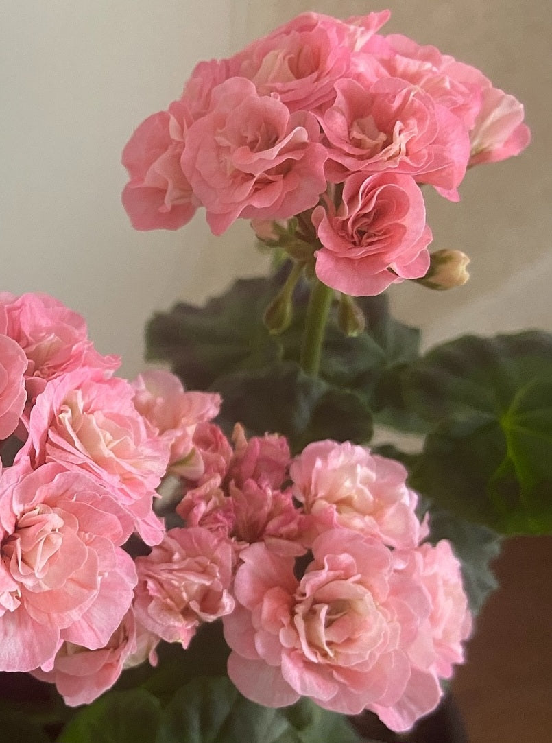 Pelargonium F2 Hybrid Ismene 10 Pellets