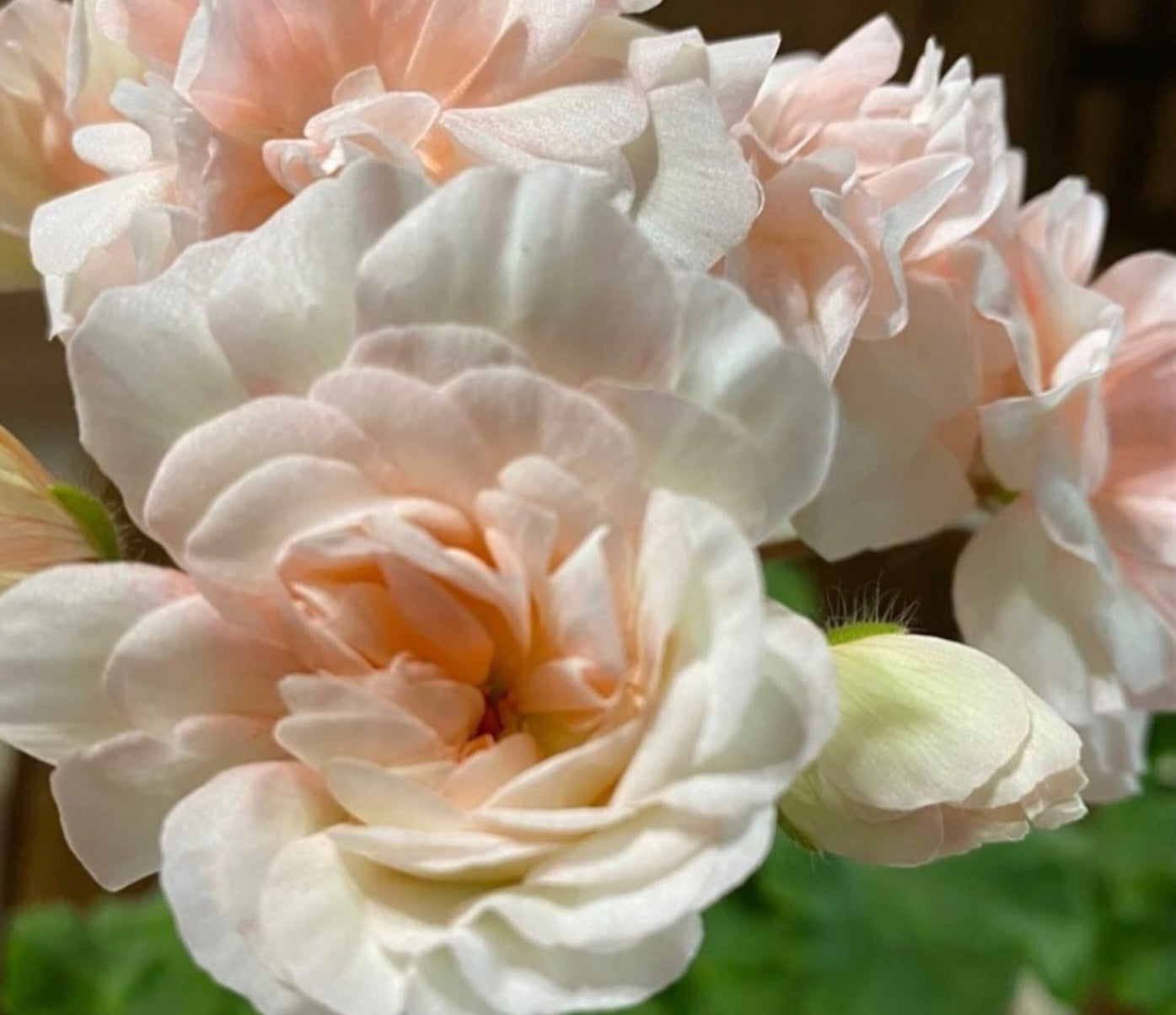 Pelargonium F2 Hybrid Maia 10 Pellets