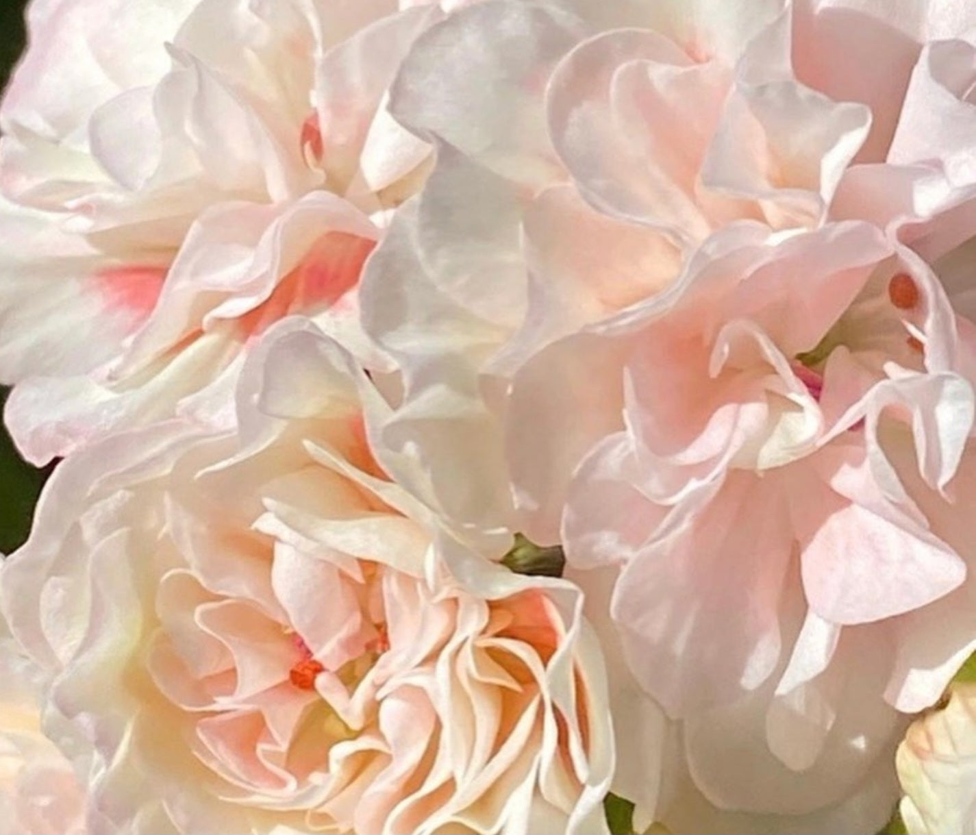 Pelargonium F2 Hybrid Maia 10 Pellets