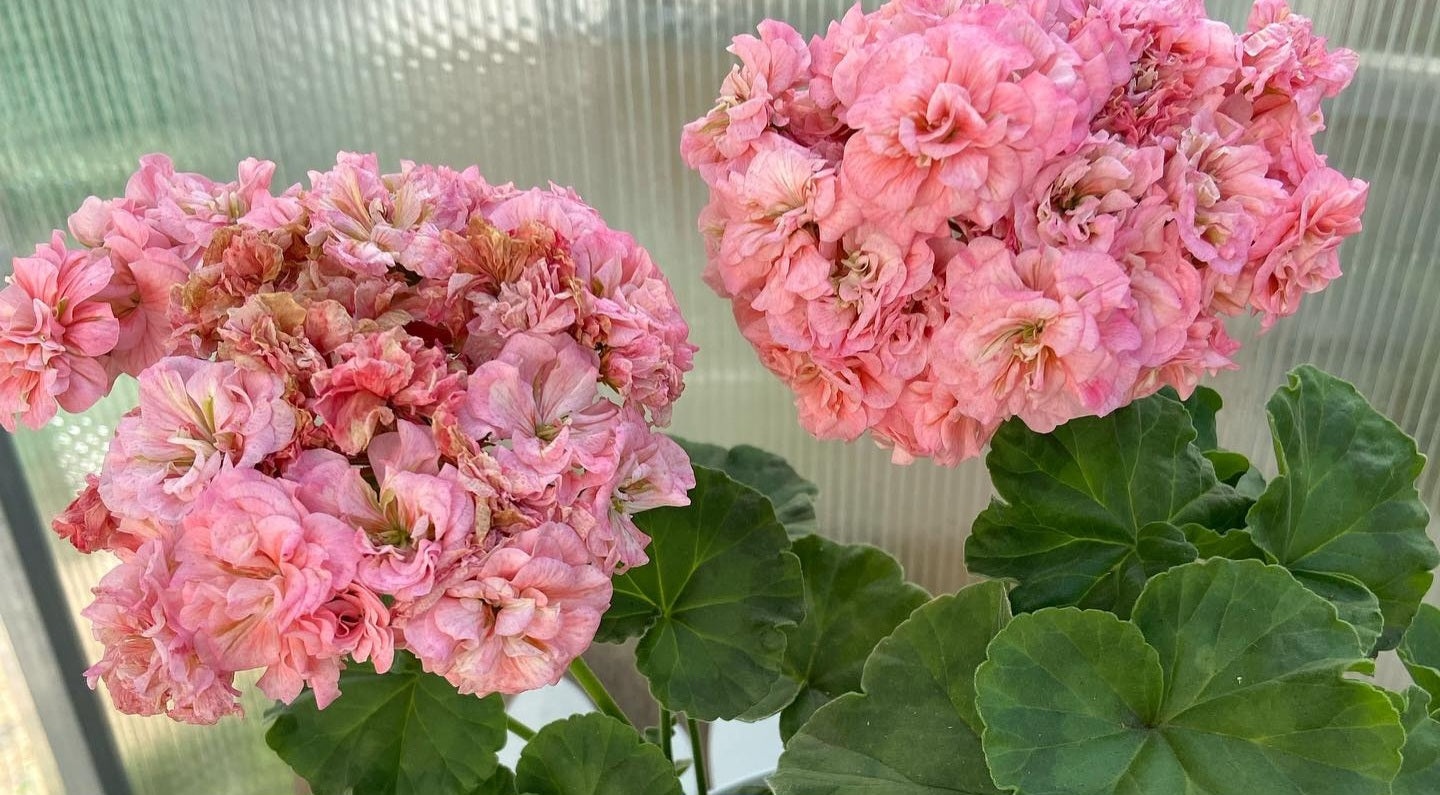 Pelargonium F2 Hybrid Melia 10 Pellets
