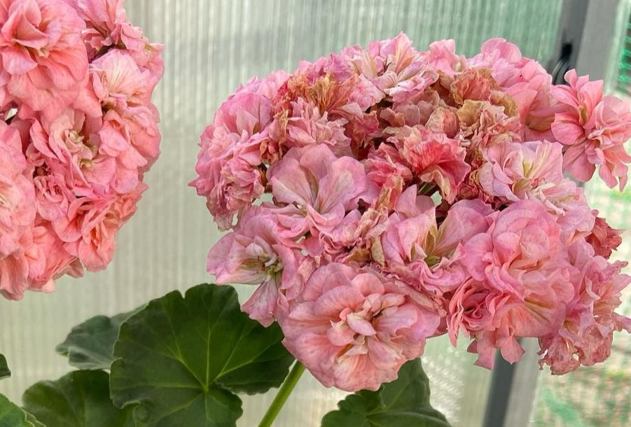 Pelargonium F2 Hybrid Melia 10 Pellets