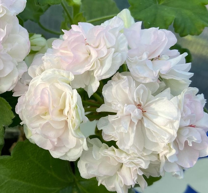 Pelargonium F2 Hybrid Jocasta 10 Pellets