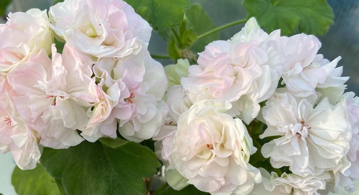 Pelargonium F2 Hybrid Jocasta 10 Pellets