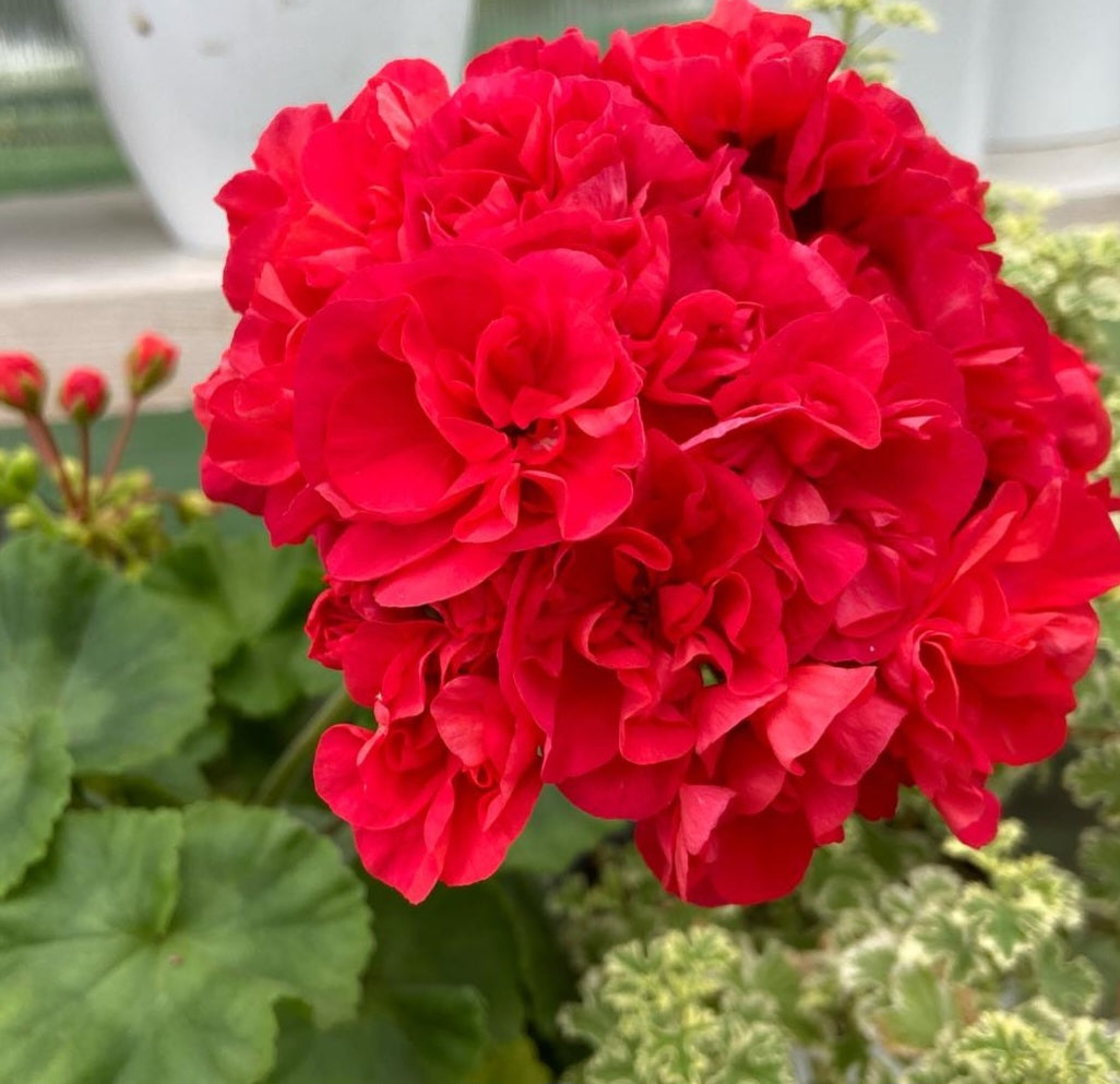Pelargonium F2 Hybrid Delia 10 Pellets