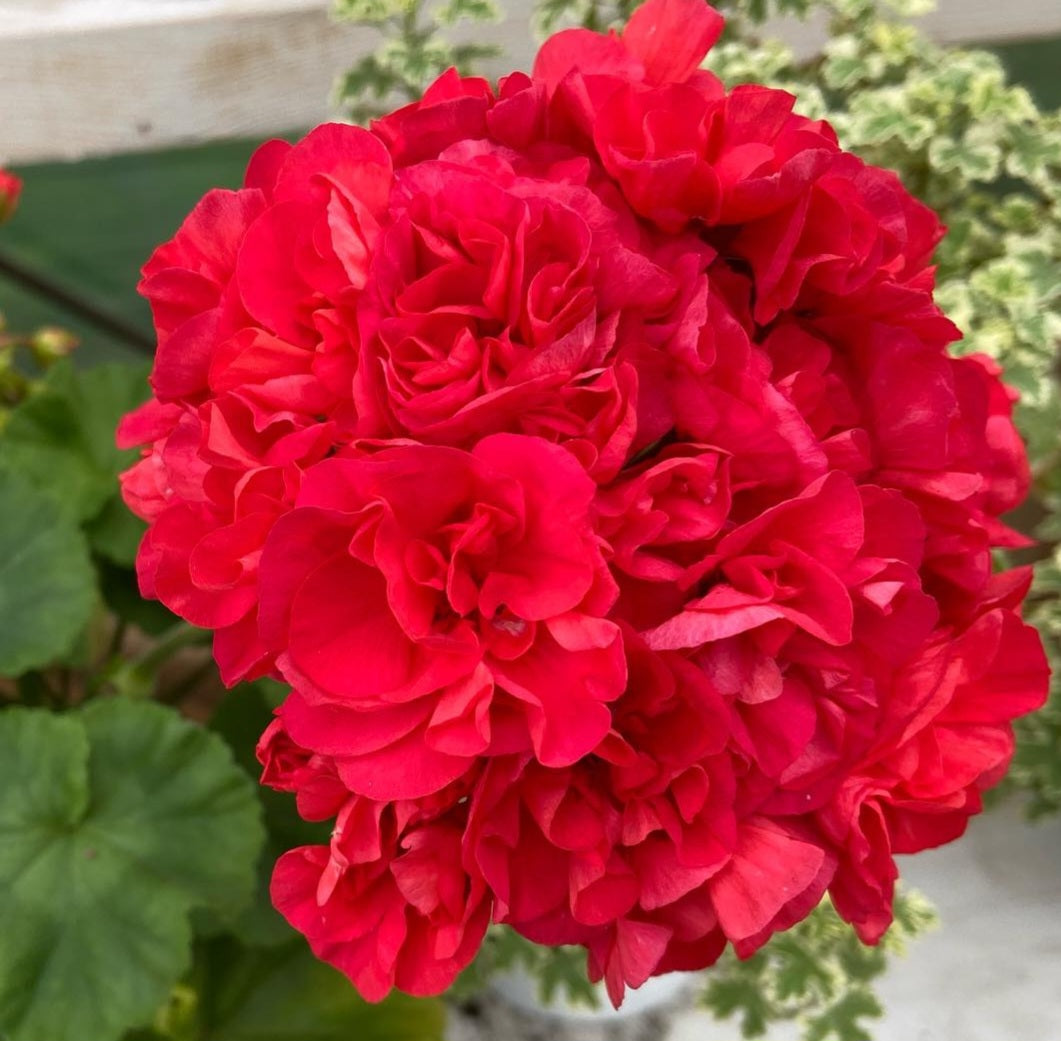 Pelargonium F2 Hybrid Delia 10 Pellets