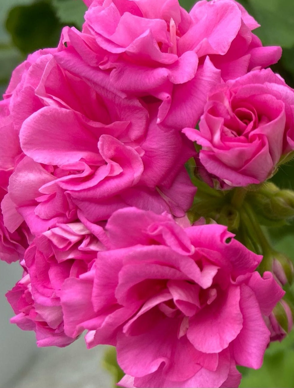 Pelargonium F2 Hybrid Feyre 10 Pellets