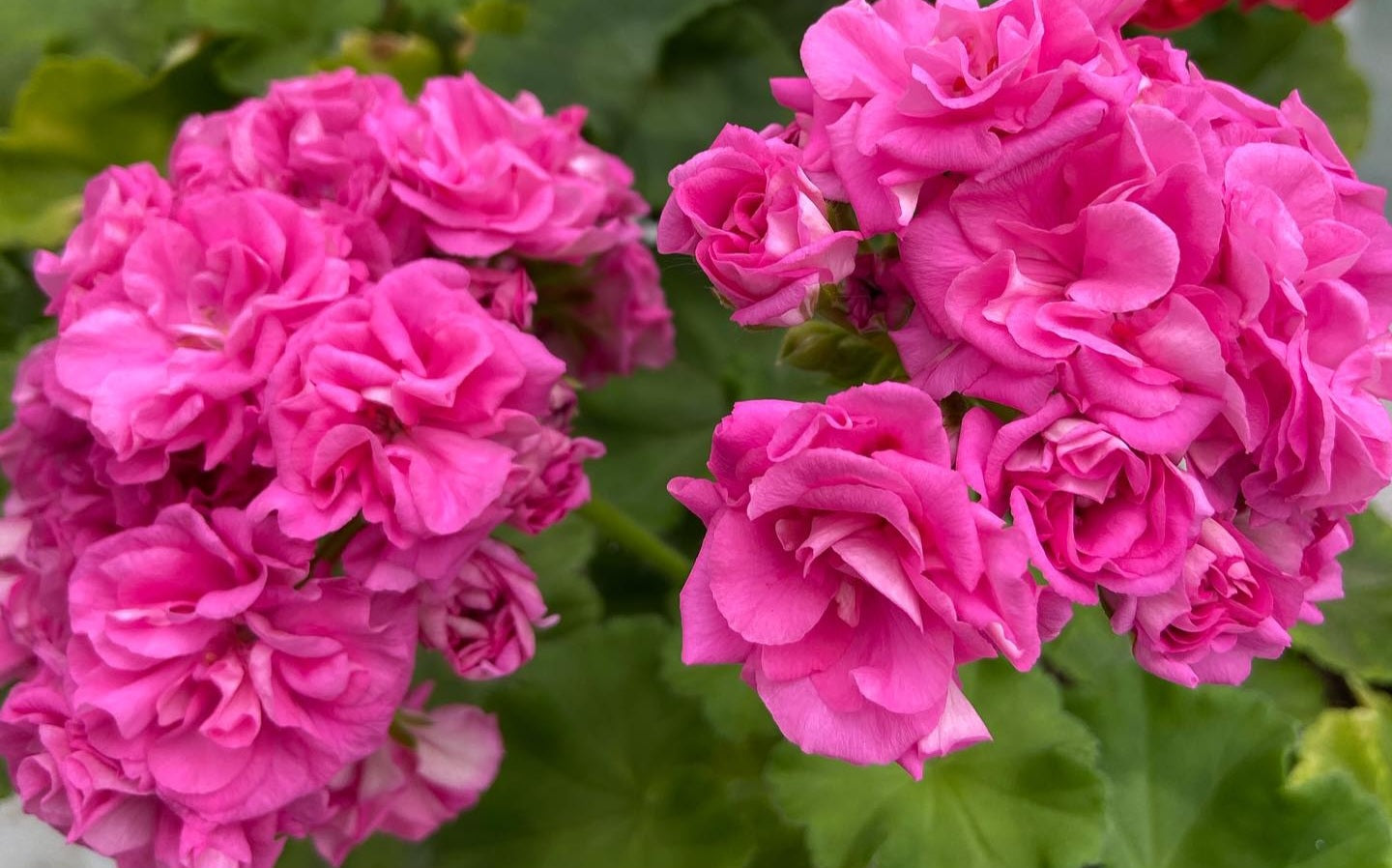 Pelargonium F2 Hybrid Feyre 10 Pellets