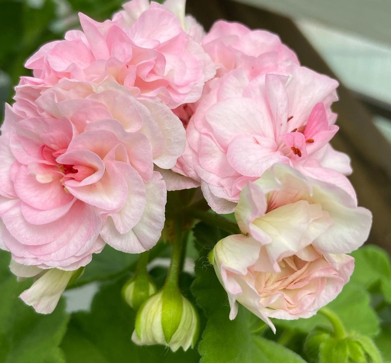 Pelargonium F2 Hybrid Lirael 10 Pellets