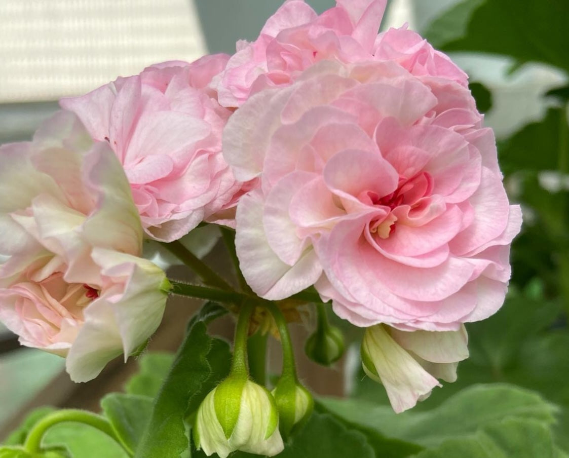 Pelargonium F2 Hybrid Lirael 10 Pellets