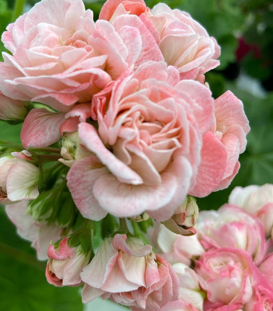 Pelargonium F2 Hybrid Calista 10 Pellets