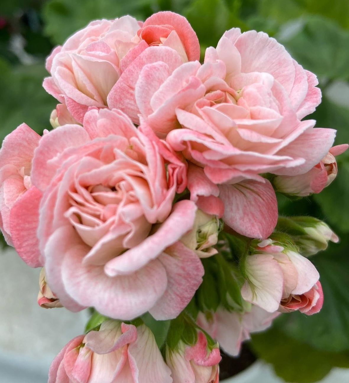 Pelargonium F2 Hybrid Calista 10 Pellets