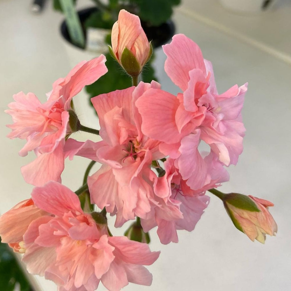 Pelargonium F2 Hybrid Antigone 10 Pellets