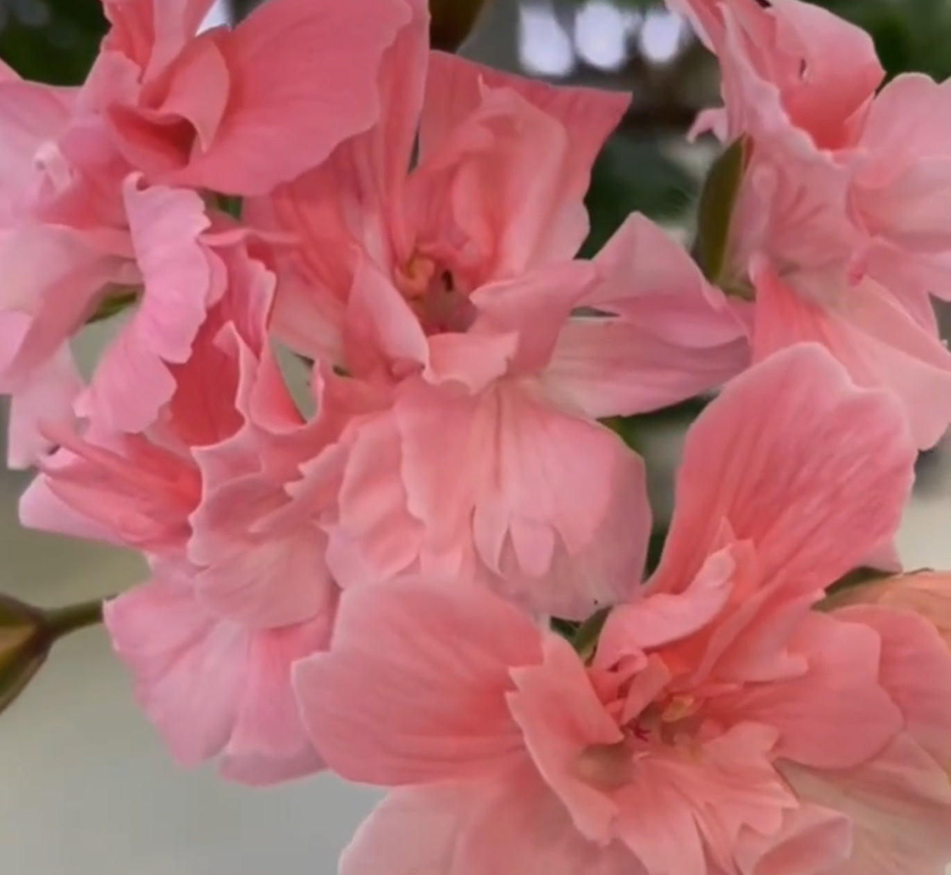 Pelargonium F2 Hybrid Antigone 10 Pellets