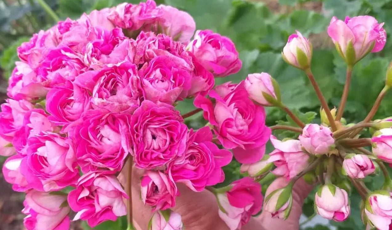 Pelargonium F2 Hybrid Amidala 10 Pellets