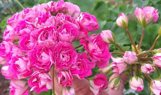 Pelargonium F2 Hybrid Amidala 10 Pellets