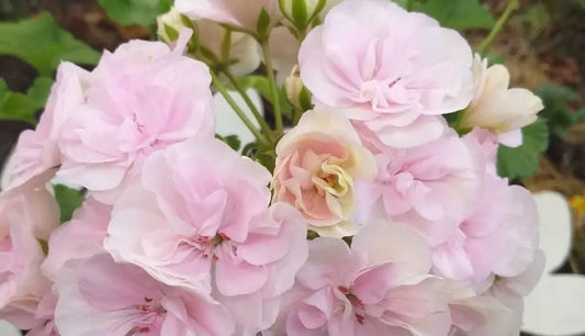 Pelargonium F2 Hybrid Cressida 10 Pellets