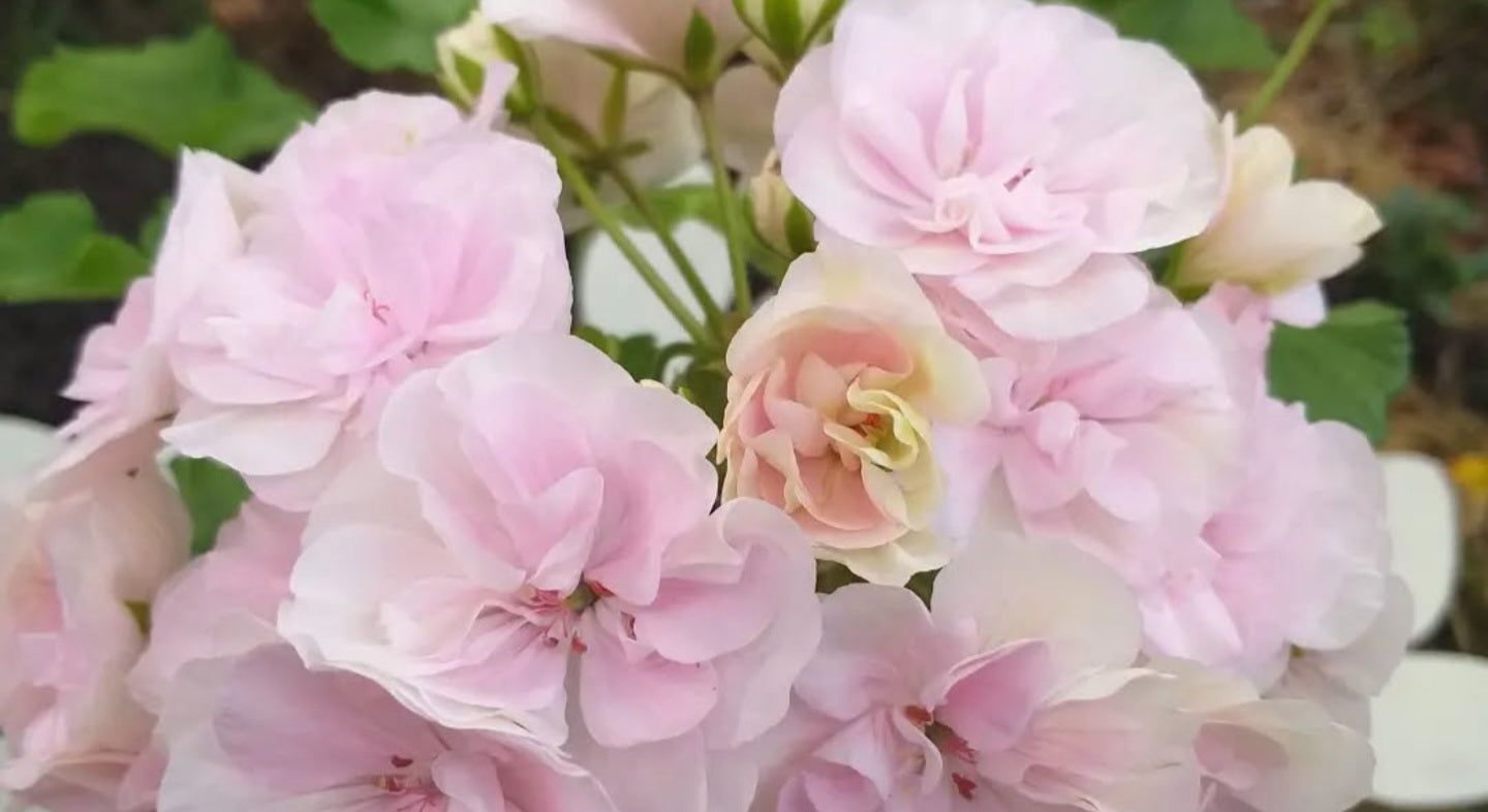 Pelargonium F2 Hybrid Cressida 10 Pellets