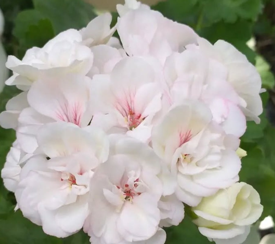 Pelargonium F2 Hybrid Clio 10 Pellets