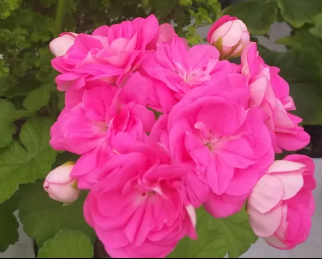 Pelargonium F2 Hybrid Daphne 10 Pellets