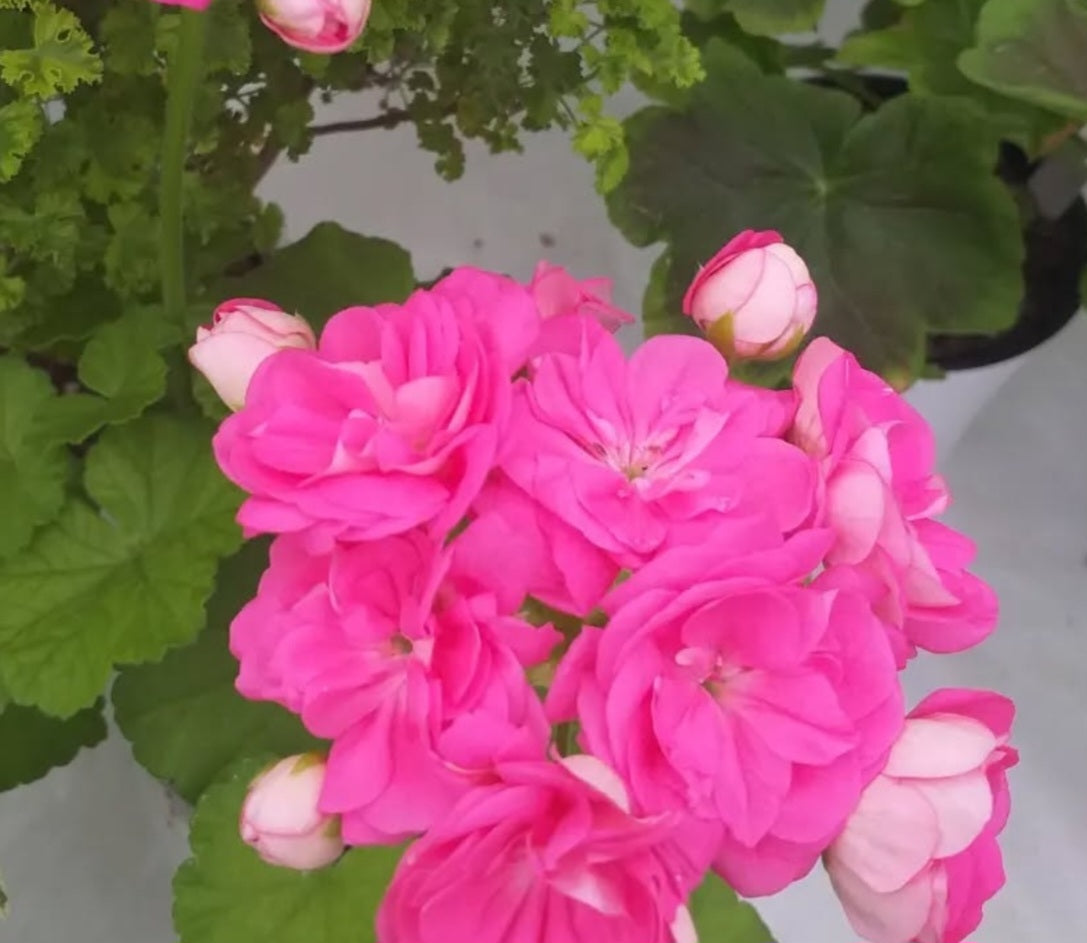 Pelargonium F2 Hybrid Daphne 10 Pellets