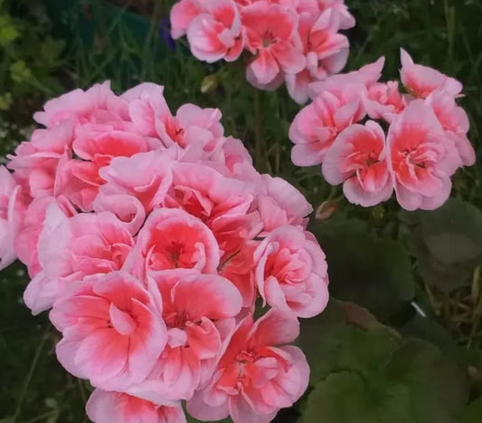 Pelargonium F2 Hybrid Chloé 10 Pellets